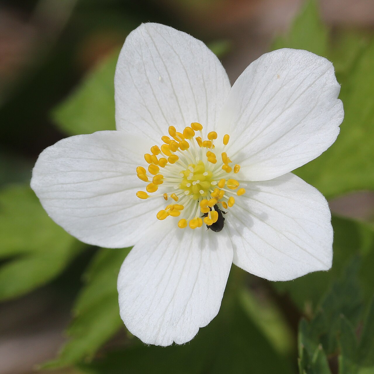 Anemonoides stolonifera: Anemone stolonifera in Mount Sannomine (Ryōhaku Mountains), Ōno, Fukui prefecture, Japan.
