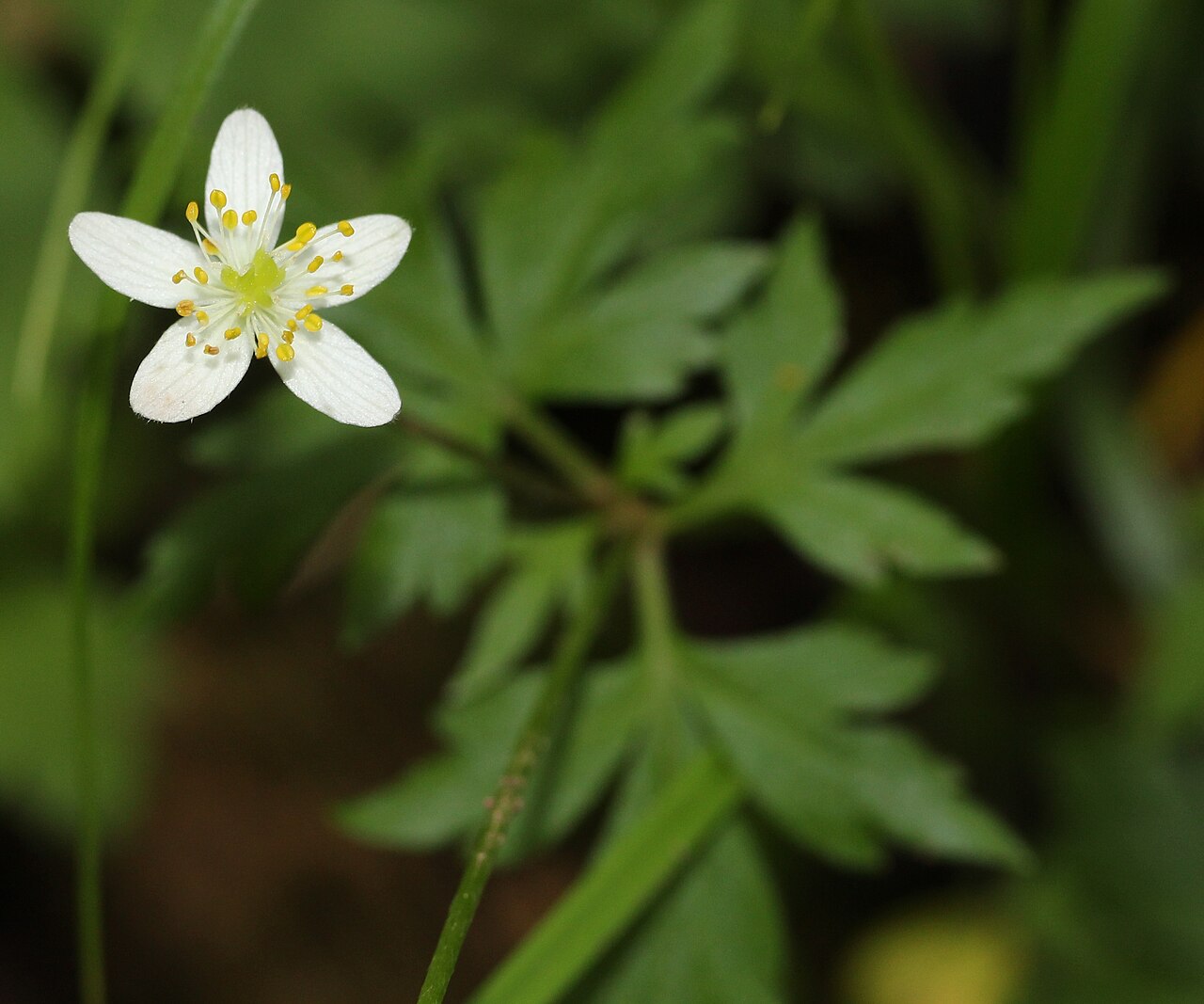 Anemonoides stolonifera: Anemone stolonifera in Mount Hijiri, Iida, Nagano prefecture, Japan.
