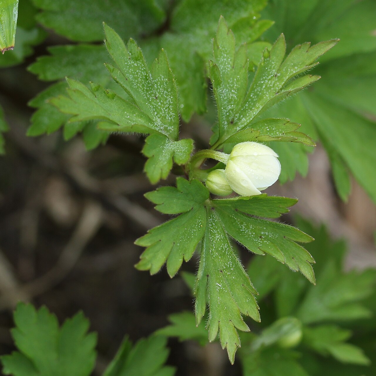 Anemonoides stolonifera: Anemone stolonifera in Mount Sannomine (Ryōhaku Mountains), Ōno, Fukui Prefecture, Japan.