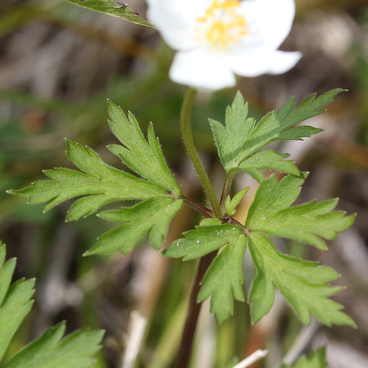 Anemonoides stolonifera: Anemone stolonifera in Mount Sannomine (Ryōhaku Mountains), Ōno, Fukui Prefecture, Japan.