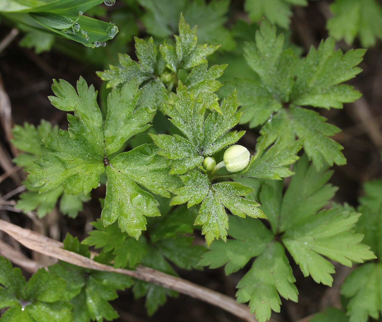 Anemonoides stolonifera: Anemone stolonifera in Mount Sannomine (Ryōhaku Mountains), Ōno, Fukui Prefecture, Japan.