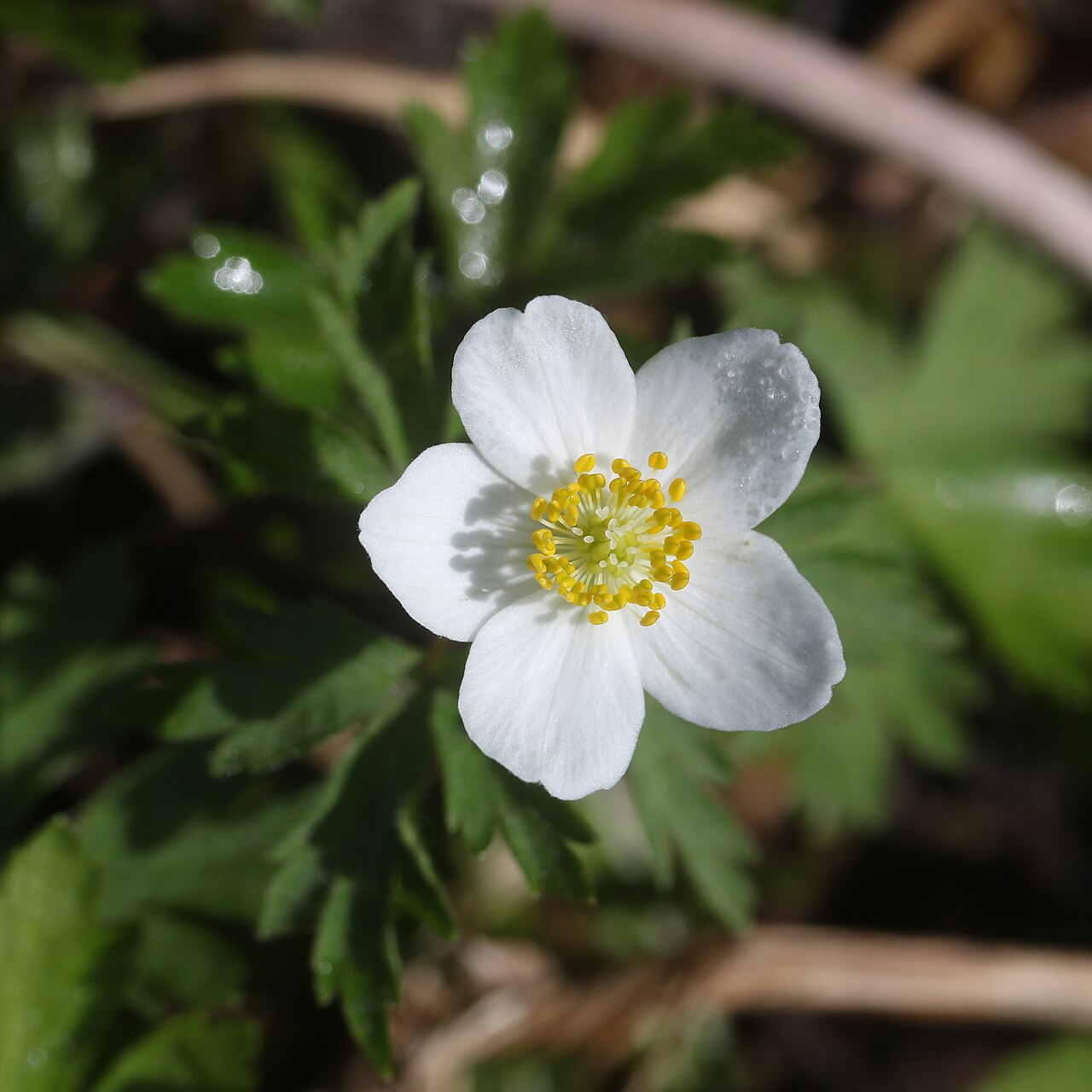 Anemonoides stolonifera: Anemone stolonifera in Mount Sannomine (Ryōhaku Mountains), Ōno, Fukui Prefecture, Japan.