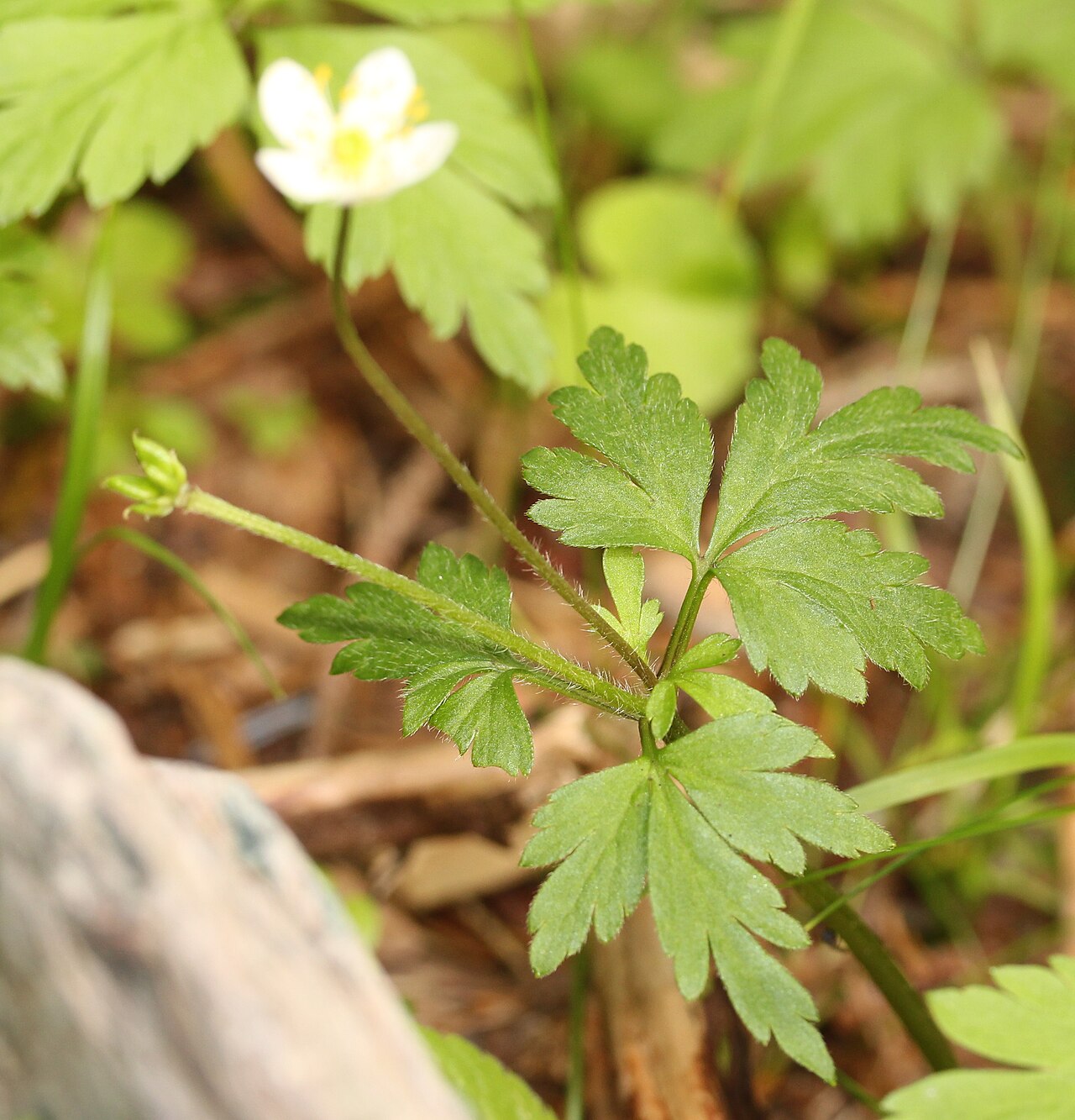 Anemonoides stolonifera: Anemone stolonifera in Mount Hijiri, Iida, Nagano prefecture, Japan.