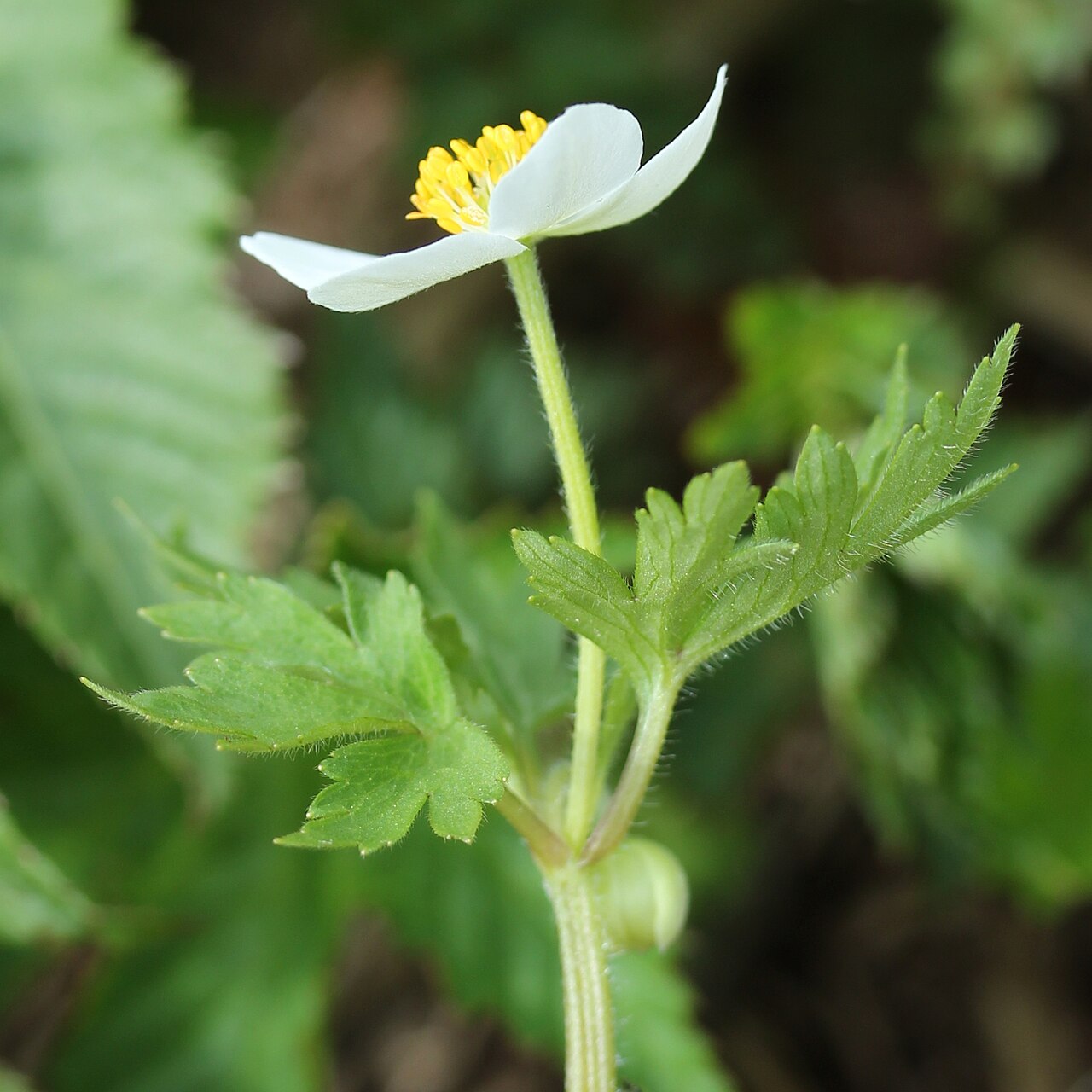 Anemonoides stolonifera: Anemone stolonifera in Mount Sannomine (Ryōhaku Mountains), Ōno, Fukui Prefecture, Japan.