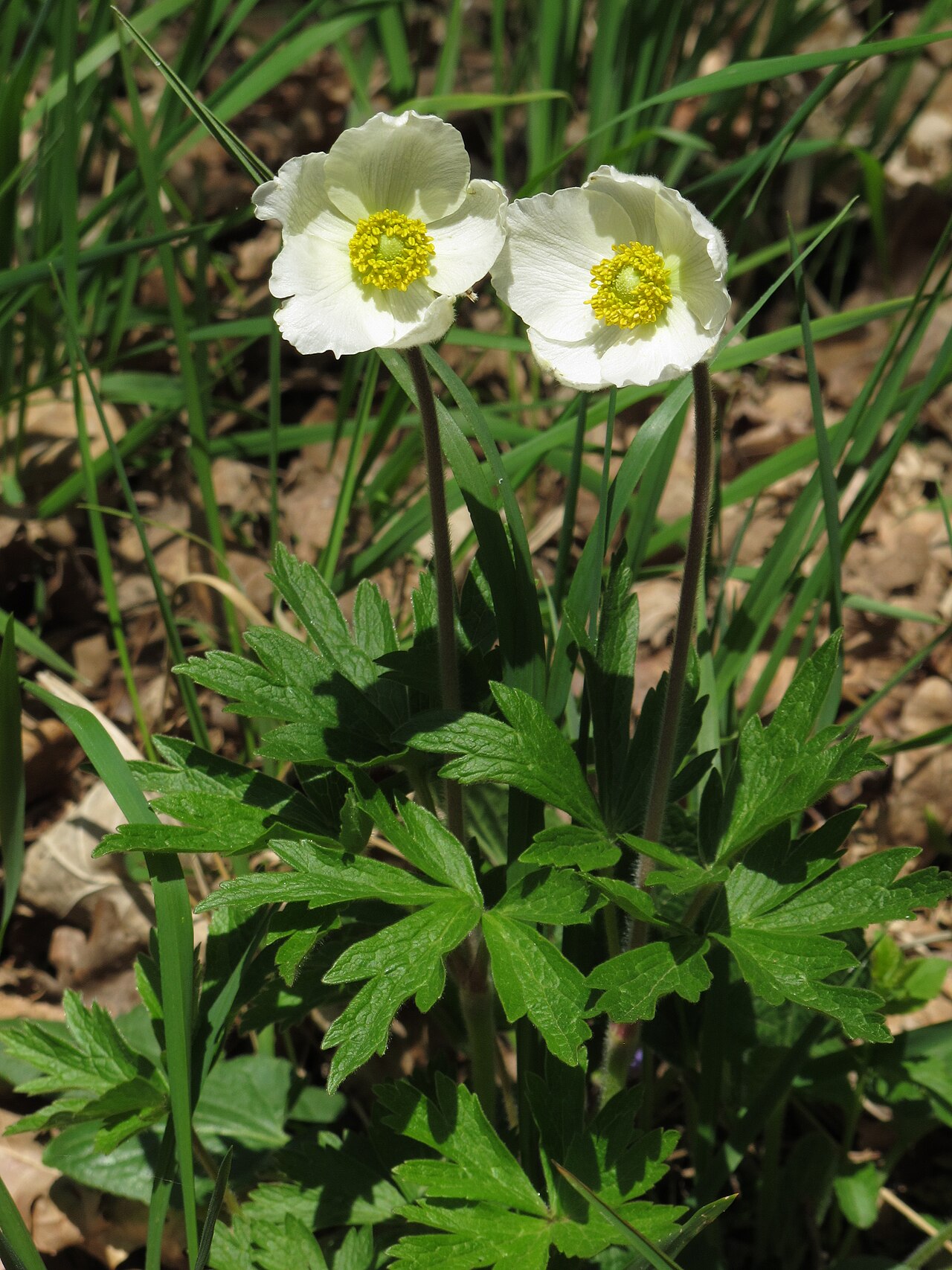 Anemonoides sylvestris: Snowdrop windflower ( Anemone sylvestris ) on the way from Karlstadt air field to Gambach, Germany