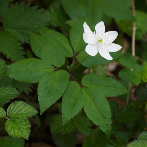 Anemonoides trifolia (Anemonoides trifolia)