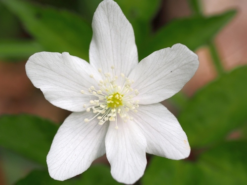 Anemonoides trifolia (Anemonoides trifolia)