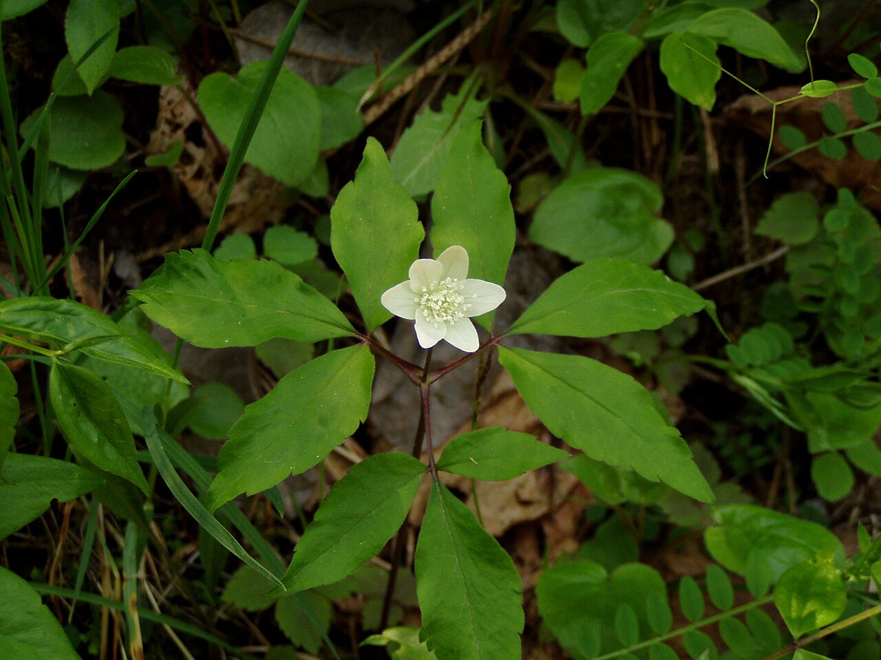 Anemonoides trifolia: Dreiblatt-Windröschen in einem Buchenwald in Kärnten/ Anemone trifolia L. from a beech forest in Carinthia/Austria