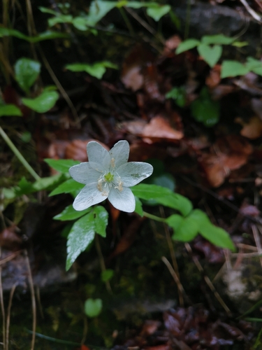 Anemonoides trifolia (Anemonoides trifolia)