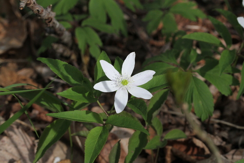 Anemonoides trifolia (Anemonoides trifolia)