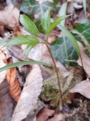 Anemonoides trifolia (Anemonoides trifolia)