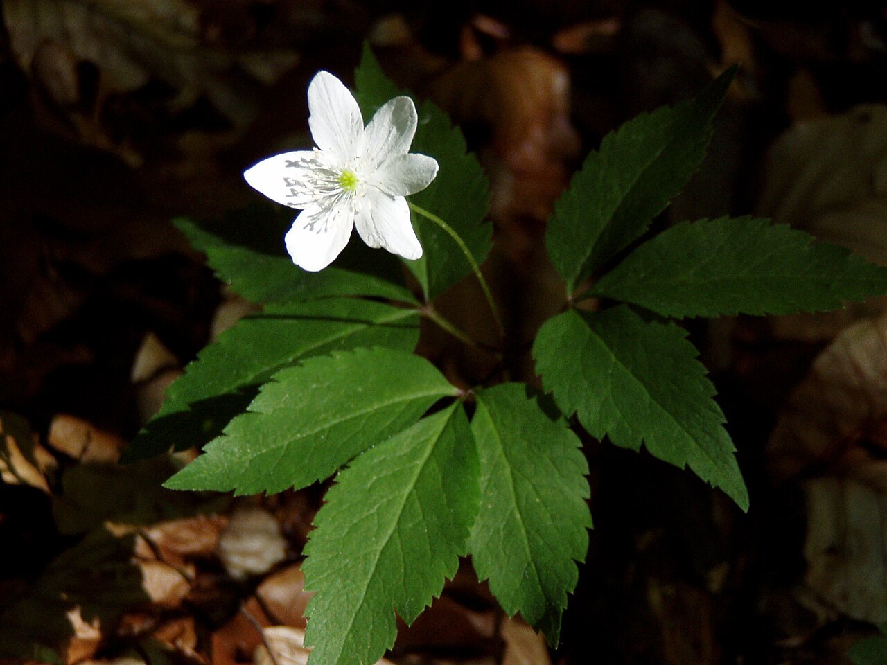 Anemonoides trifolia: Dreiblatt-Windröschen in einem Buchenwald in Kärnten/ Anemone trifolia L. from a beech forest in Carinthia/Austria