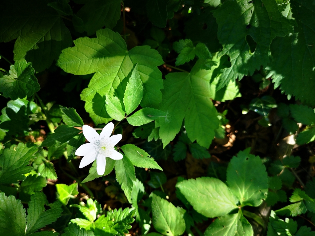 Anemonoides trifolia (Anemonoides trifolia)