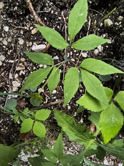 Anemonoides trifolia (Anemonoides trifolia)