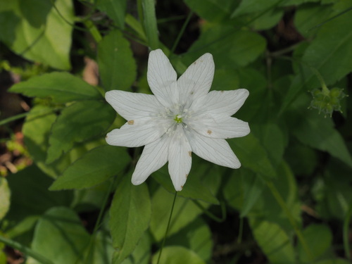 Anemonoides trifolia (Anemonoides trifolia)