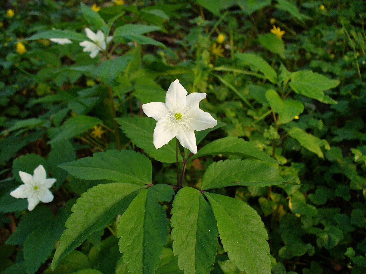 Anemonoides trifolia: Flower of Anemone trifolia