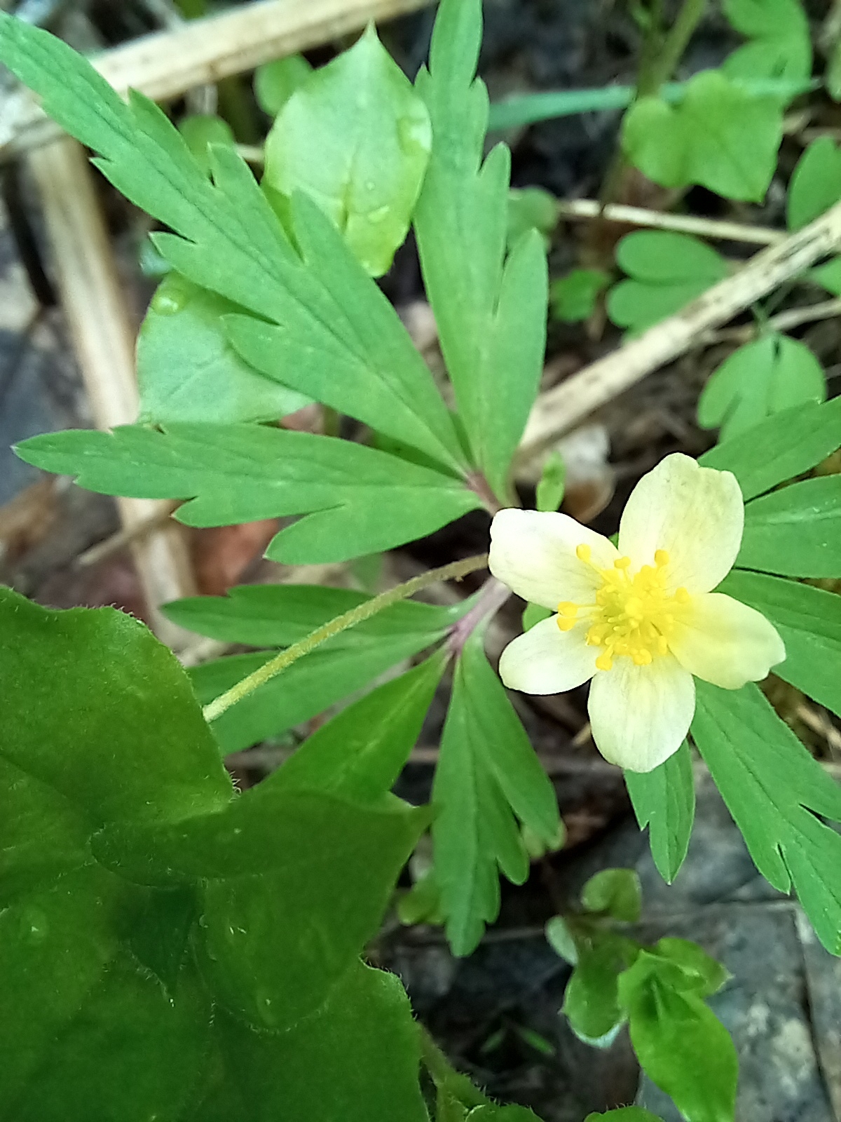 Anemonoides uralensis: Anemonoides uralensis