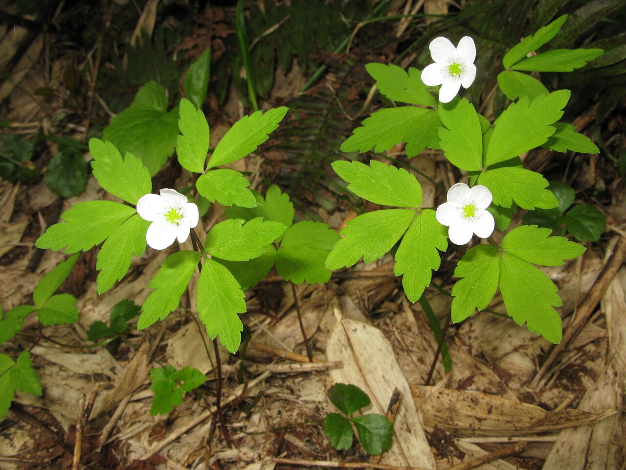 Anemonoides yezoensis: Anemone soyensis , Mount Gassan, Yamagata pref., Japan