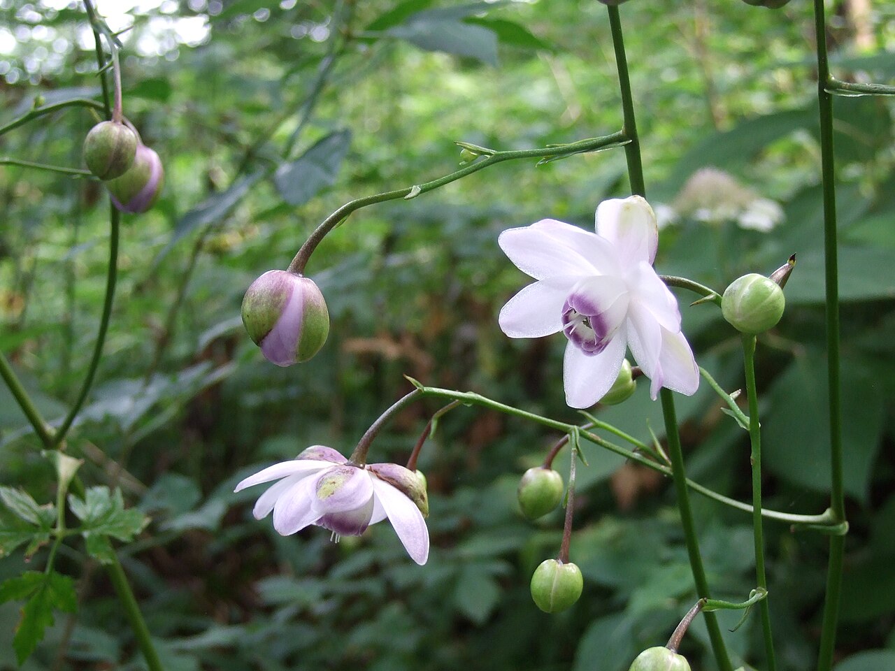 Anemonopsis macrophylla: レンゲショウマ