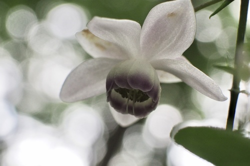 Anemonopsis macrophylla (Anemonopsis macrophylla)