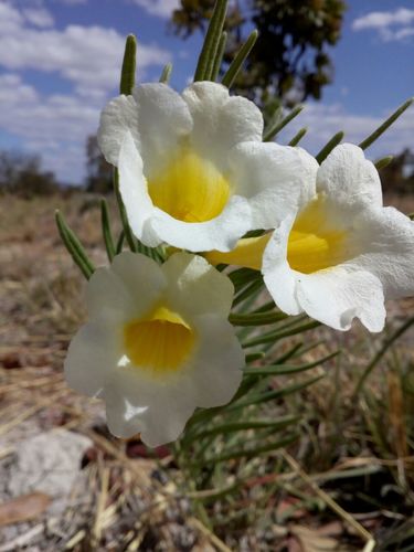 Anemopaegma arvense (Anemopaegma arvense)