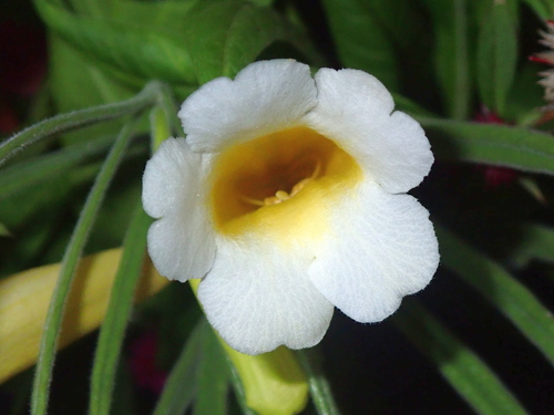 Anemopaegma arvense (Anemopaegma arvense)