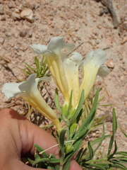 Anemopaegma arvense (Anemopaegma arvense)