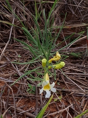 Anemopaegma arvense (Anemopaegma arvense)