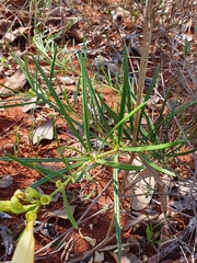 Anemopaegma arvense (Anemopaegma arvense)