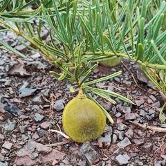 Anemopaegma arvense (Anemopaegma arvense)