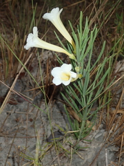 Anemopaegma arvense (Anemopaegma arvense)