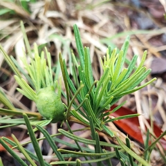 Anemopaegma arvense (Anemopaegma arvense)