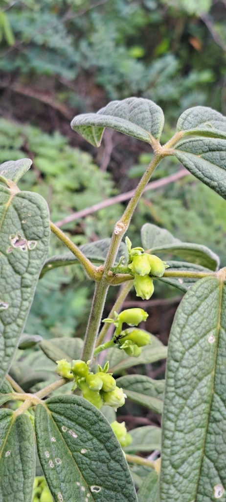 Anemopaegma carajasense (Anemopaegma carajasense)