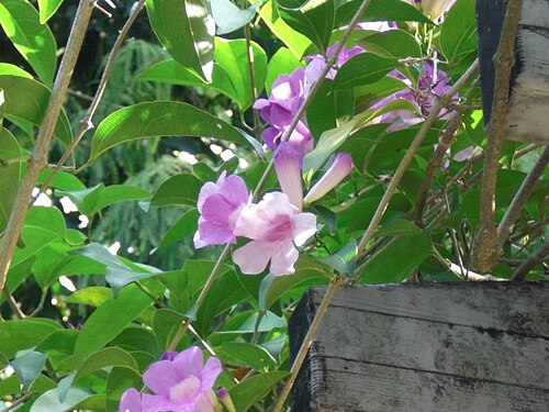 Anemopaegma chamberlaynii: 紫鈴藤,一如其名,是開著紫色鈴狀花朵的藤蔓植物。 羅東運動公園外的散步道 Lotung, Taiwan 2009/10/25 Anemopaegma chamberlaynii