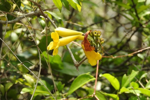 Anemopaegma chrysanthum (Anemopaegma chrysanthum)