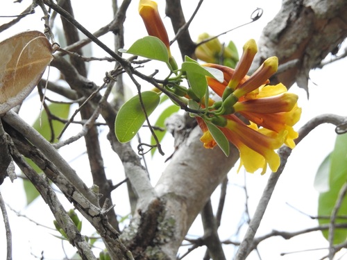 Anemopaegma chrysanthum (Anemopaegma chrysanthum)