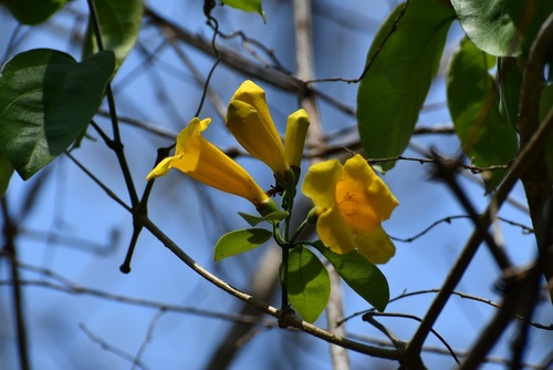 Anemopaegma chrysanthum (Anemopaegma chrysanthum)