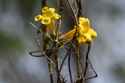 Anemopaegma chrysanthum (Anemopaegma chrysanthum)