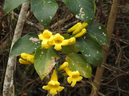 Anemopaegma chrysanthum (Anemopaegma chrysanthum)