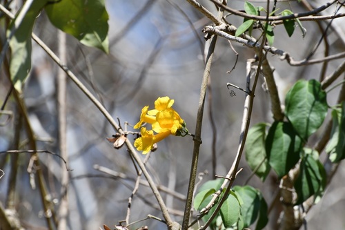 Anemopaegma chrysanthum (Anemopaegma chrysanthum)