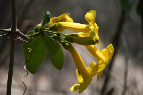 Anemopaegma chrysanthum (Anemopaegma chrysanthum)