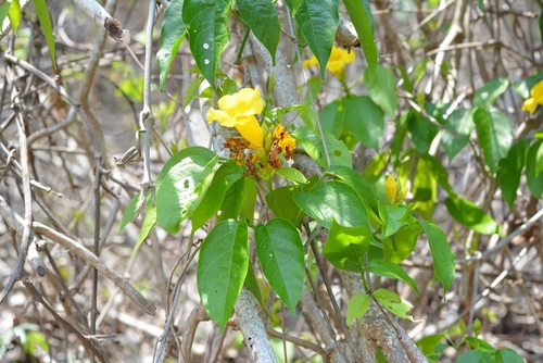 Anemopaegma chrysanthum (Anemopaegma chrysanthum)
