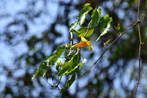 Anemopaegma chrysanthum (Anemopaegma chrysanthum)