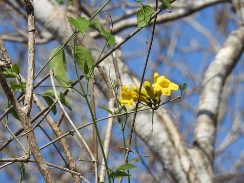 Anemopaegma chrysanthum (Anemopaegma chrysanthum)