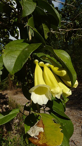 Anemopaegma citrinum: Anemopaegma citrinum Mart. ex DC. Anemopaegma citrinum