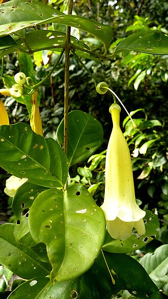 Anemopaegma citrinum: Anemopaegma citrinum Mart. ex DC. Anemopaegma citrinum
