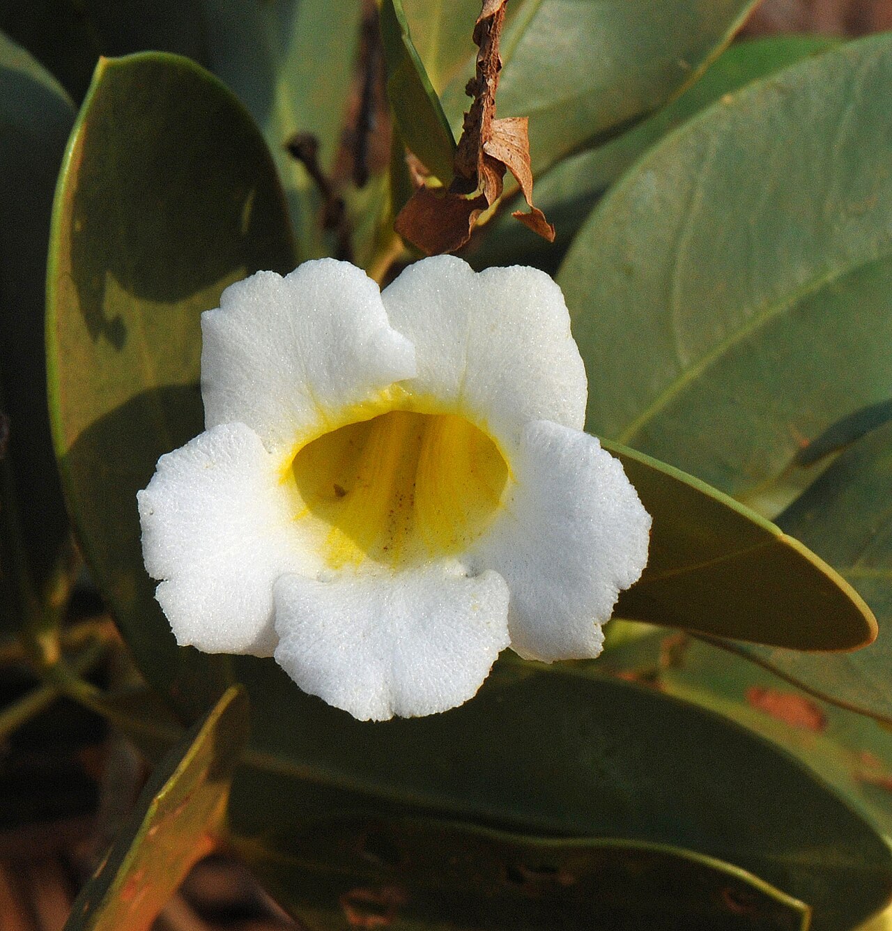 Anemopaegma glaucum: Anemopaegma glaucum in Brazil