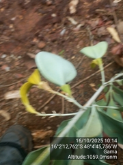 Anemopaegma glaucum (Anemopaegma glaucum)