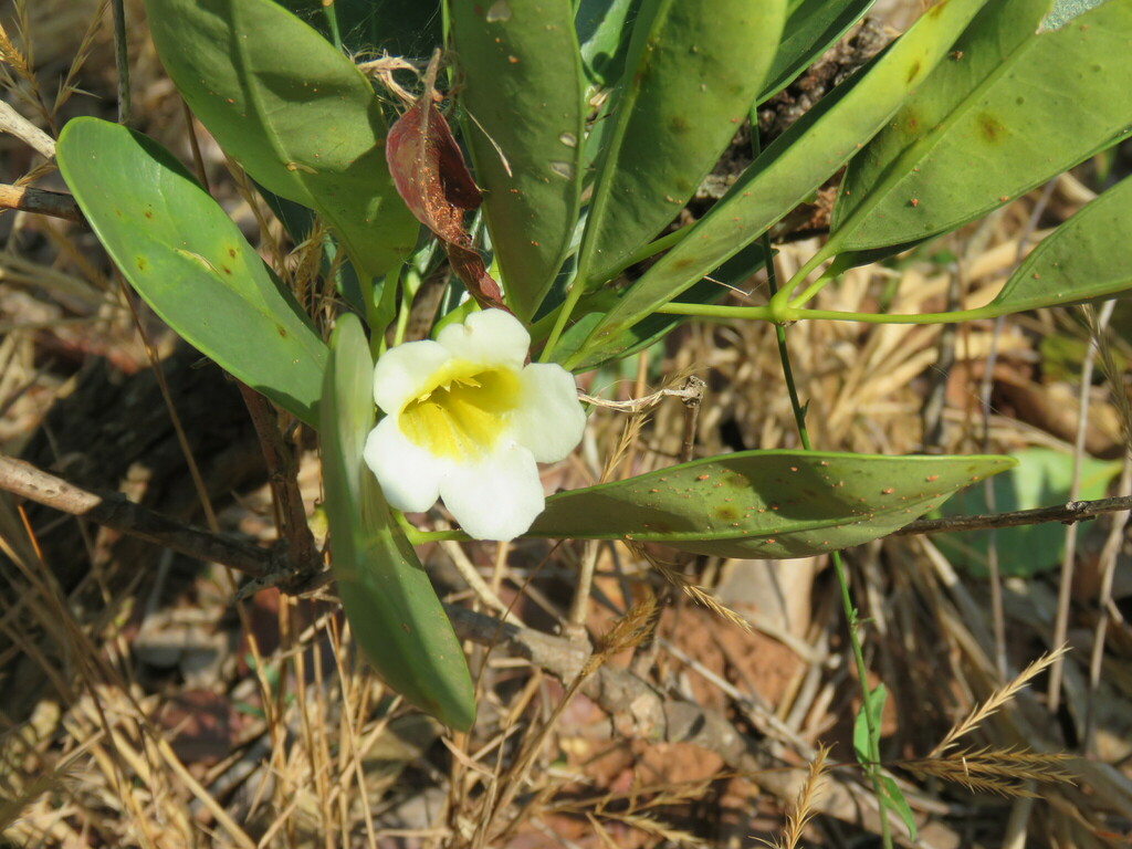 Anemopaegma glaucum (Anemopaegma glaucum)