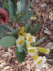 Anemopaegma glaucum (Anemopaegma glaucum)